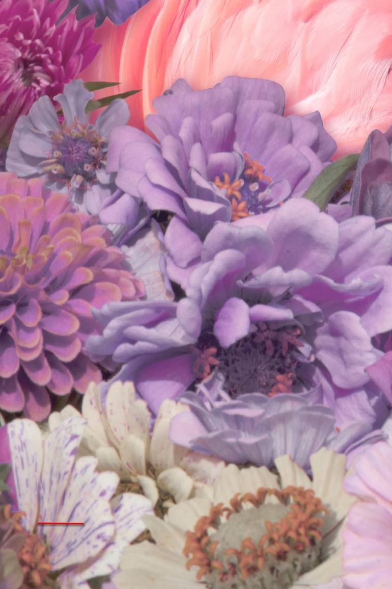 Original Abstract Animal Photography by Alejandro Aboli The Redline