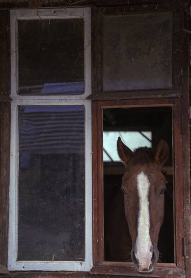 Window Horse thumb