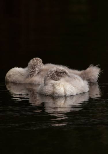 Sleeping little Swan - Limited Edition of 40 thumb