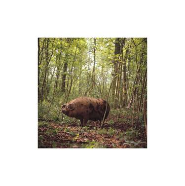 Pig in Woods - Limited Edition 1 of 50 thumb