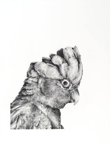 Original Fine Art Animal Drawings by Megan Serene