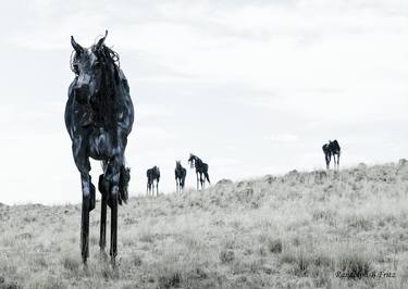 Original Fine Art Horse Photography by Randolph Fritz