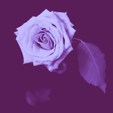 purple rose duotone thumb