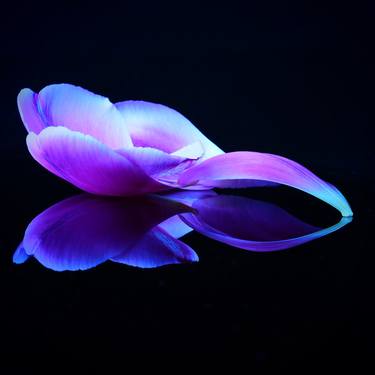 Violet mirrored tulip petals thumb