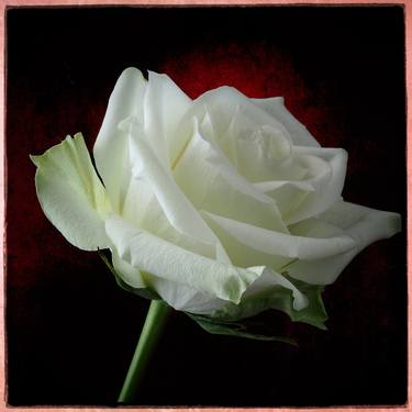 White roses beauty thumb