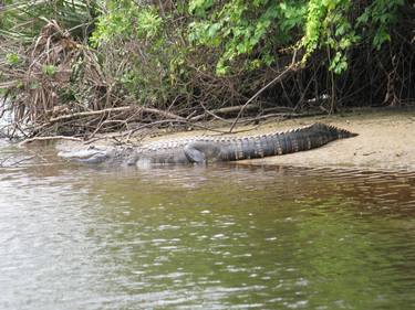 Alligator Entering the Water thumb