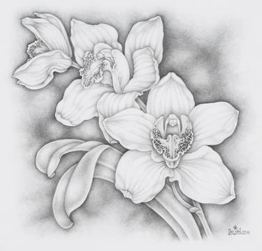 Beautiful orchids thumb
