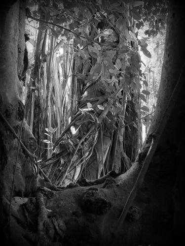 Banyan Trees, Sarasota, Florida, March 2017 thumb