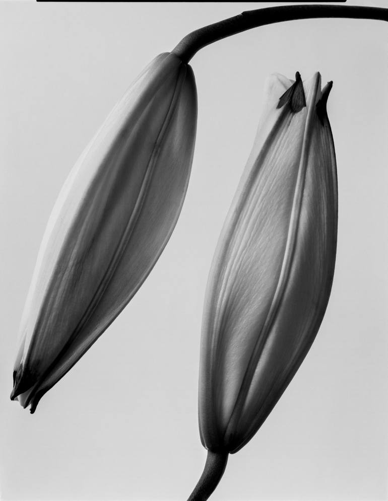 Double Lily - Limited Edition of 5 Photography by Mario Kroes | Saatchi Art