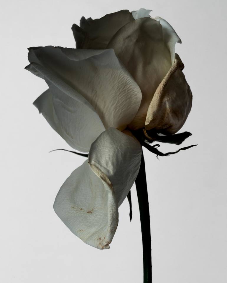 Decaying Rose I - Limited Edition of 5 Photography by Mario Kroes ...