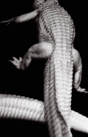 Albino Alligator 1 - Limited Edition of 5 thumb
