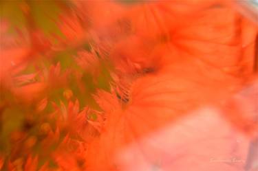 Original Abstract Floral Photography by Emmanuelle Baudry