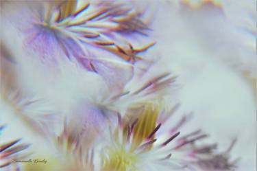 Original Abstract Botanic Photography by Emmanuelle Baudry