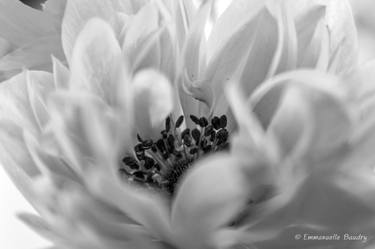 Original Floral Photography by Emmanuelle Baudry