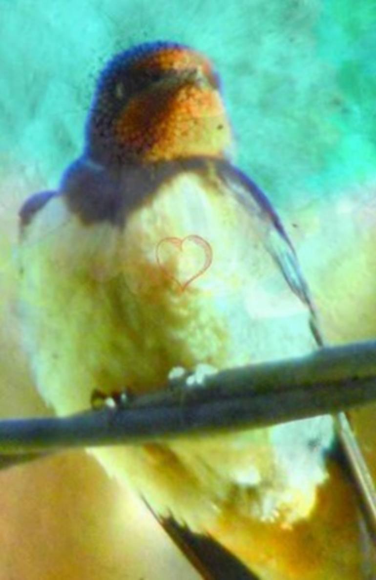 Original Art Deco Animal Photography by Emmanuelle Baudry