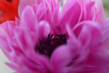 Original Floral Photography by Emmanuelle Baudry