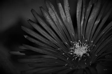 Séries "Beauté Nature" VI - Macro photographie noir et blanc thumb