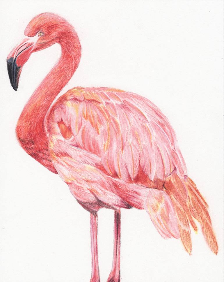 Flamingo Pencil Drawing