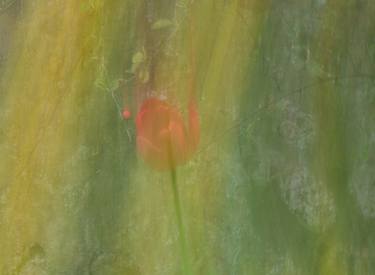 Abstract Tulip - Limited Edition of 9 thumb