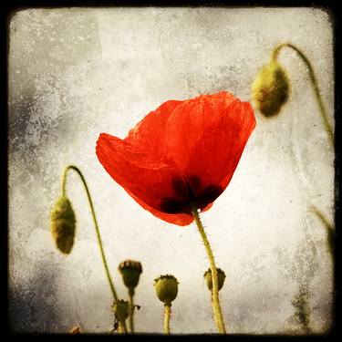 Papaver - Limited Edition 1 of 20 thumb
