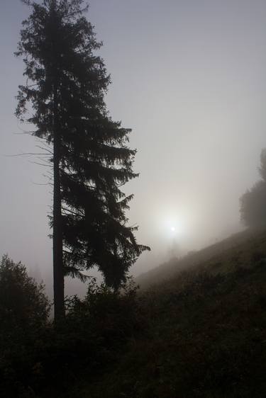 a tree in the fog - Limited Edition 1 of 1 thumb