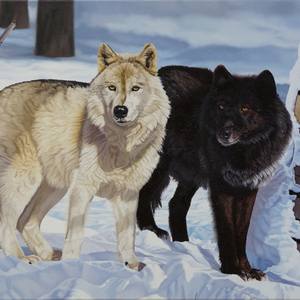 Collection Wildlife Paintings