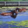 Collection Wildlife Paintings