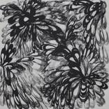 Collection Chrysanthemums