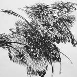 Collection Chrysanthemums