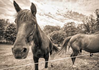 Original Fine Art Horse Photography by Janna Coumoundouros