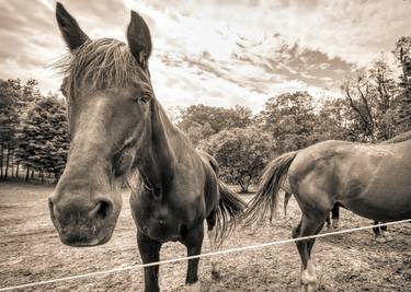 Print of Horse Photography by Janna Coumoundouros