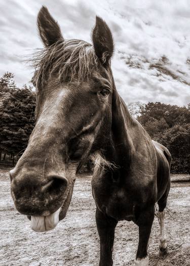 Sepia Horse With Tongue Out Fine Art Giclee Print thumb