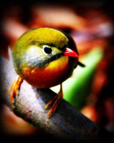 Colorful Bird Fine Art Photograph thumb