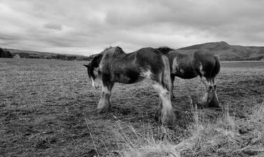 Print of Horse Photography by Andy Grant