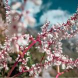 White flowers 1 - Limited Edition of 10 by Vishal Tomar