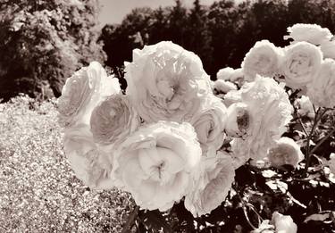 Print of Documentary Botanic Photography by Tetiana Lukianchenko