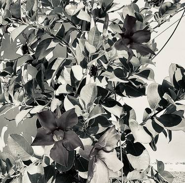 Original Expressionism Botanic Photography by Tetiana Lukianchenko