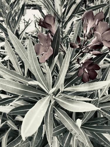 Print of Documentary Botanic Photography by Tetiana Lukianchenko