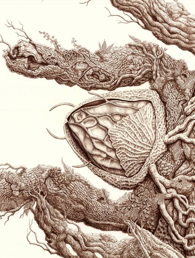 Original Documentary Nature Drawing by Ottilia Pfeil