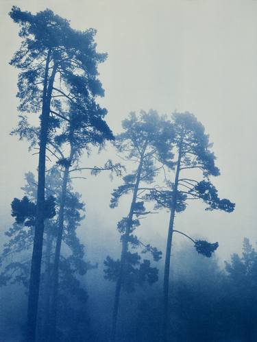 Foggy Morning Pines (unframed, 18 x 24 inches) thumb
