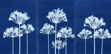 Agapanthus Triptych thumb