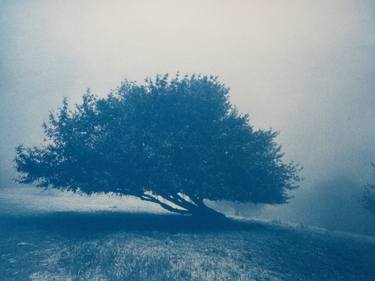 Lone Oak Tree thumb