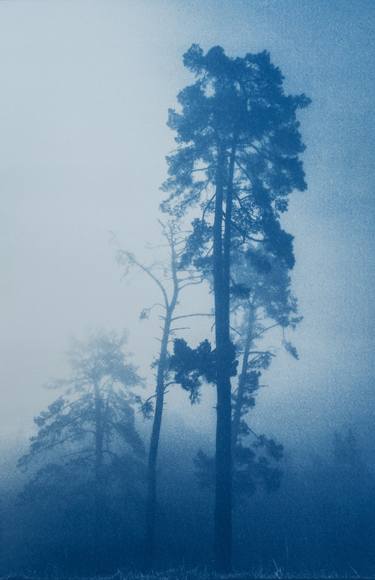 Pines in Morning Light thumb