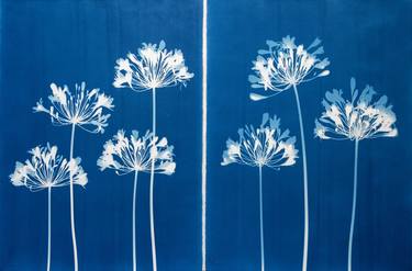 Seven Agapanthus Diptych thumb