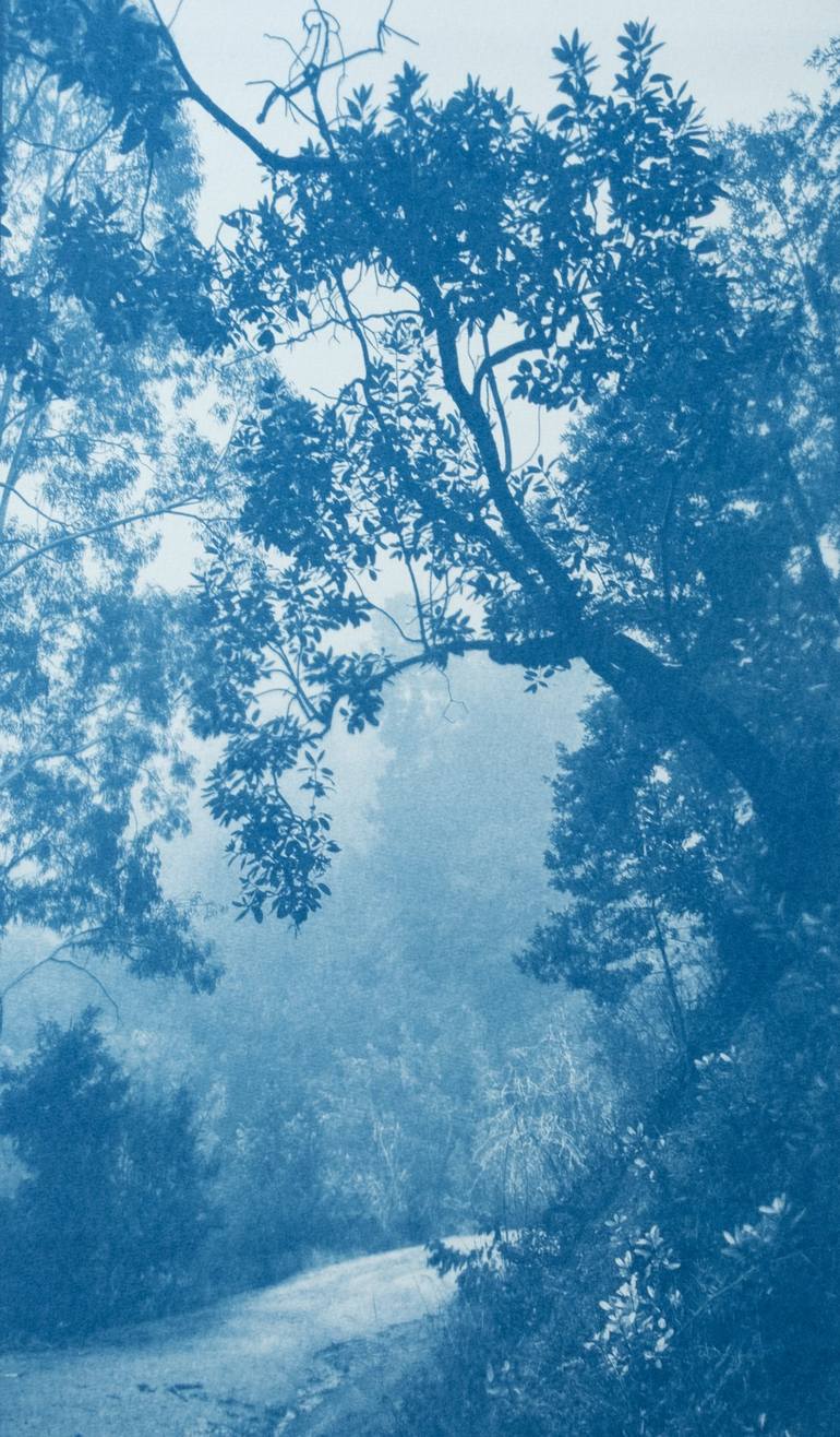 Solitary Madrone - Print