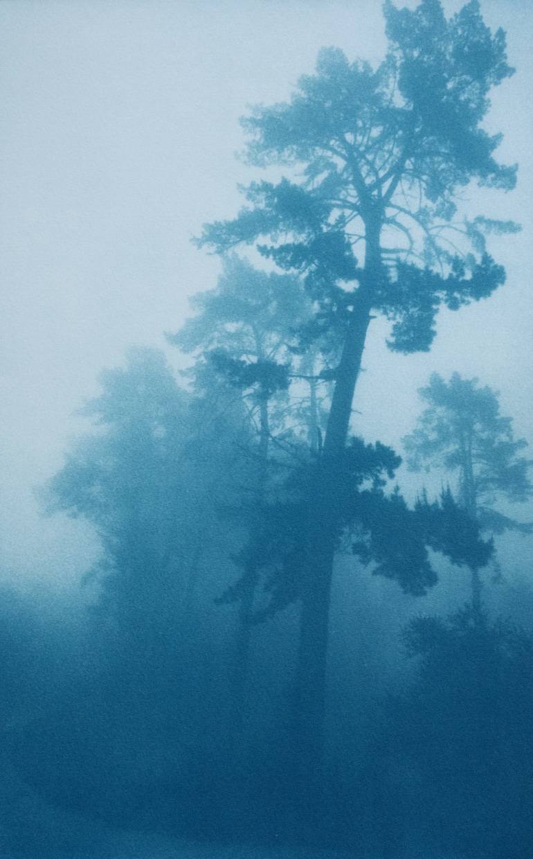Print of Fine Art Nature Photography by Christine So