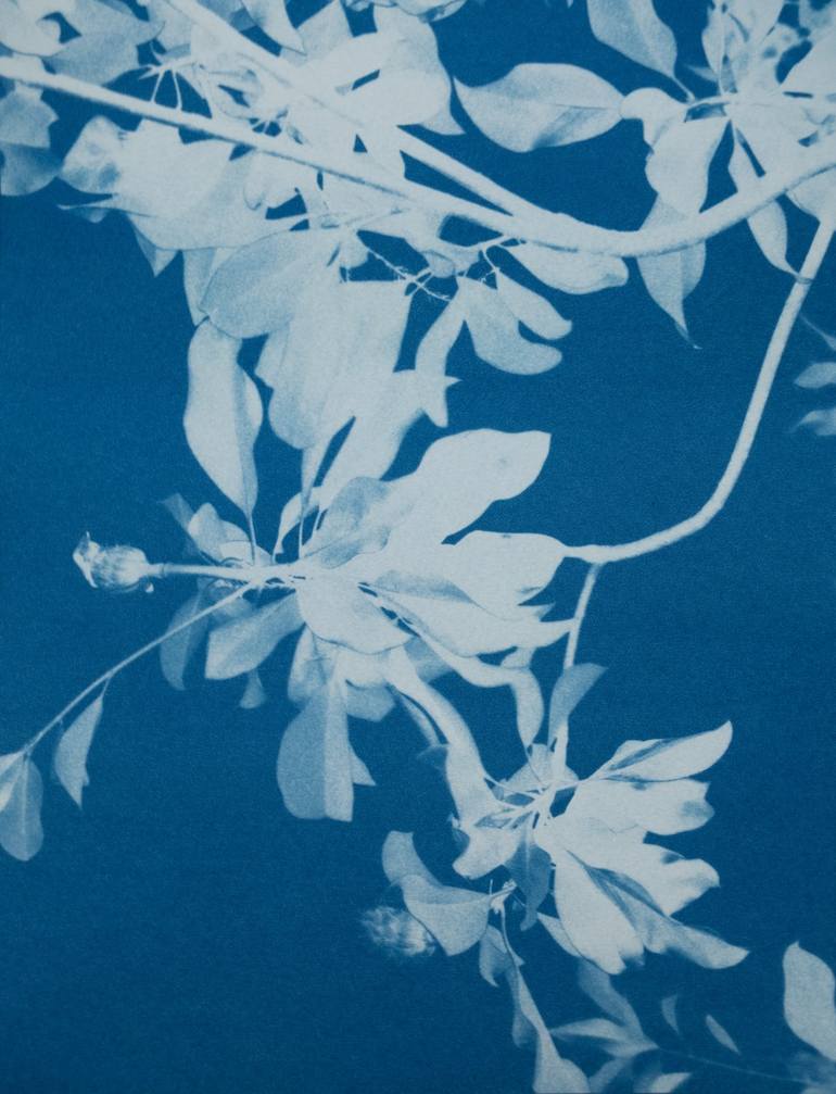 Print of Fine Art Floral Photography by Christine So