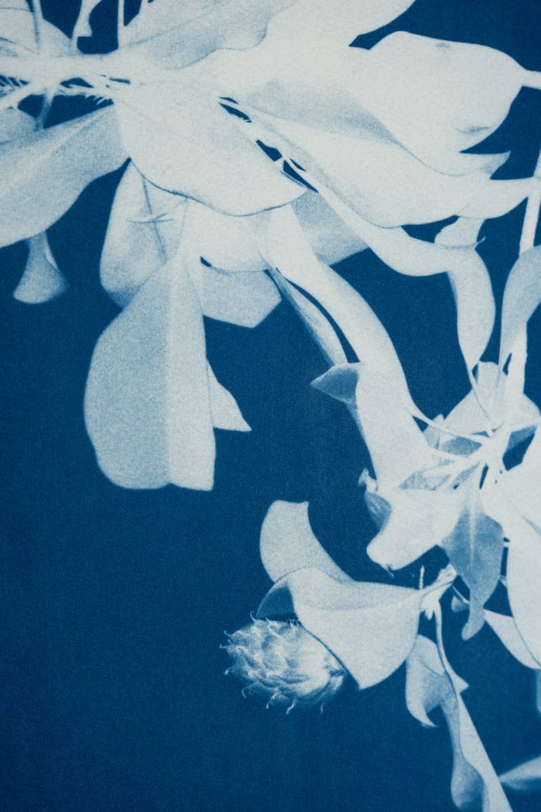 Original Minimalism Floral Photography by Christine So