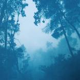 Morning Mist (Framed to 41 x 29 inches) by Christine So