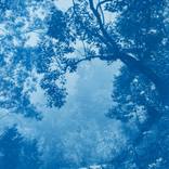 Solitary Madrone, edition 3 of 3,  (35 x 23 inches, unframed) by Christine So